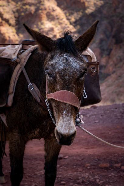 10+ Mule Train Grand Canyon Stock Photos, Pictures & Royalty-Free Images - iStock