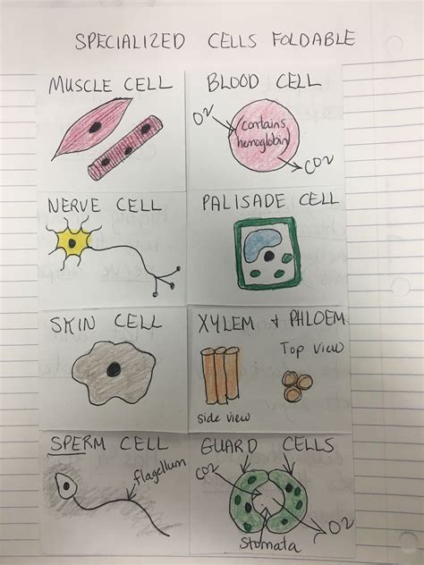 Specialized cells foldable by Cthomasbiology | Cells worksheet, Animal cells worksheet, Teaching ...