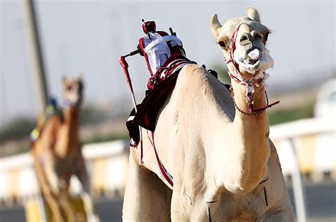 Robo-jockey camel races seek Cup crowds - Taipei Times