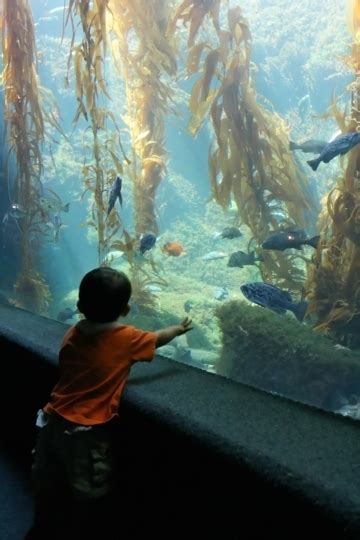 Birch Aquarium at Scripps Institution of Oceanography - La Jolla, C ...