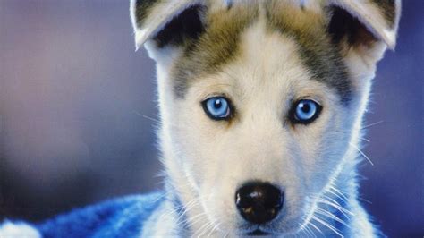 dog, Siberian Husky, Puppies, Animals, Baby Animals, Face, Closeup ...