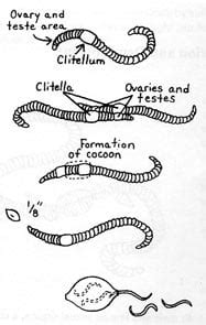 How Do Worms Reproduce? | Uncle Jim’s Worm Farm