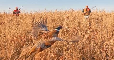 Dreams of the glory days of pheasant hunting endure