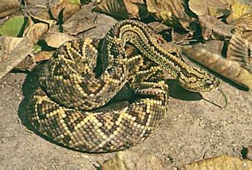 Cascabel Snake | All about snake pictures