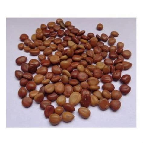 Cassia Fistula Seeds at Rs 600/kilogram | Foretsry Seeds in Chennai | ID: 17461025891