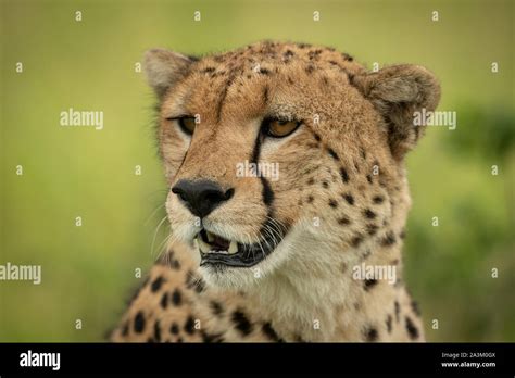 Close-up of cheetah face against green background Stock Photo - Alamy