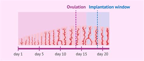 What is the implantation window?