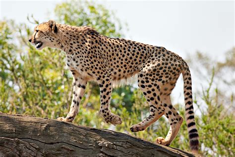 File:Cheetah Feb09 02.jpg - Wikipedia