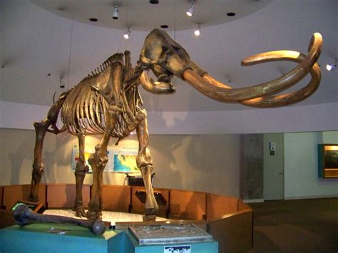 Washington State Fossil | Columbian Mammoth