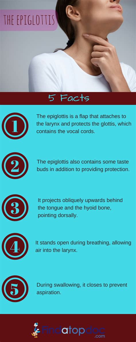 What is Epiglottis? Function of Epiglottis