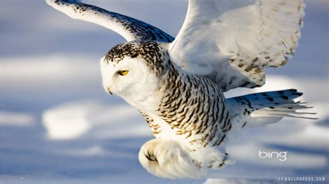 🔥 [41+] Snowy Owl Wallpapers HD | WallpaperSafari