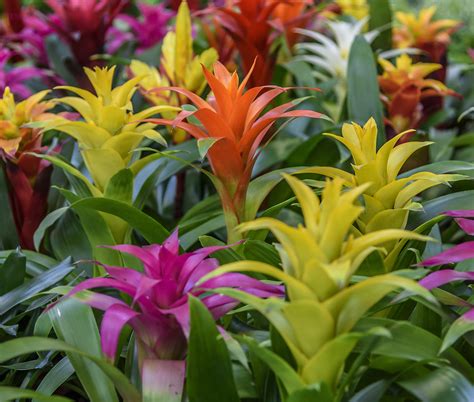 Bromelias: características, cuidados,Tipos de Bromelias y cultivo