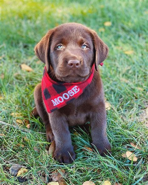 Hi everyone, I’m Moose, an 8 week old English Chocolate Labrador! in ...