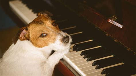 Dogs find classical music more calming than audiobooks, research reveals - Classic FM