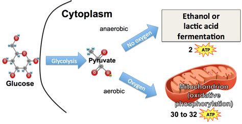 14+ Anaerobic Cellular Respiration Diagram - ElahCalina