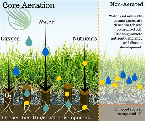 Lawn Aeration - South Carolina Midlands