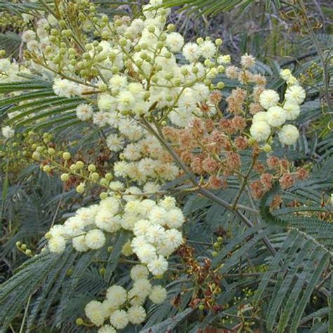 Acacia decurrens mollis (Black Wattle) – MySeedsCo