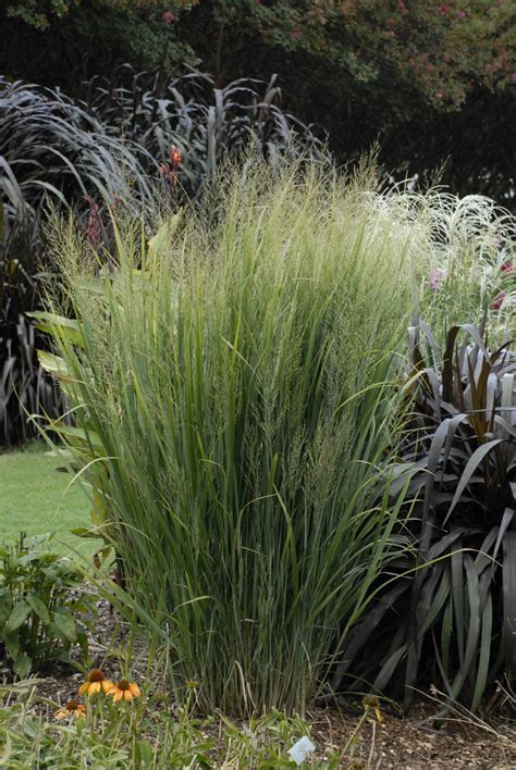 Perennial Solutions: Panicum virgatum 'Northwind' - Greenhouse Product News