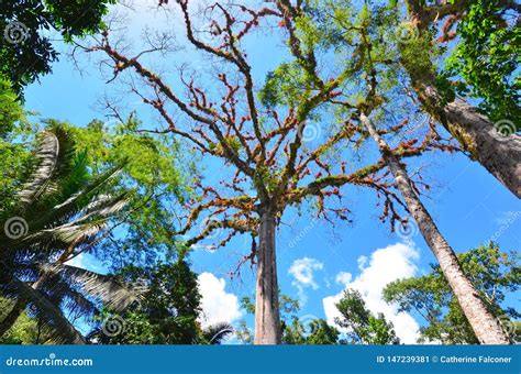 Top of Ceiba Tree at Caracol Archeological Site, Belize Stock Image - Image of blue, cotton ...