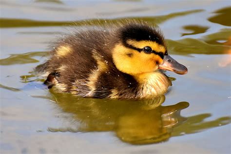 HD wallpaper: duckling swimming in body of water, mallard, ducklings ...