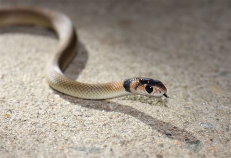 Baby Eastern Brown Snake | Newly hatched Eastern Brown (Pseu… | Flickr