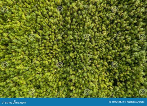 Aerial Top View of a Beautiful Marijuana CBD Hemp Field Stock Photo - Image of fresh ...