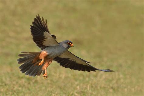 Amur Falcon, Malampuzha, Kerala | Conservation India