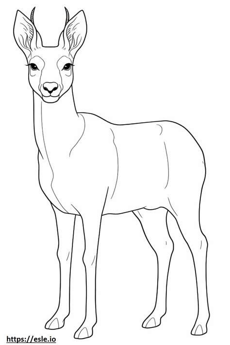 Musk Deer full body coloring page