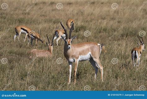 Herd Of Thomson's Gazelle Royalty Free Stock Images - Image: 21815579