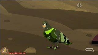 Wild Kratts : Animal TF: Pigeon