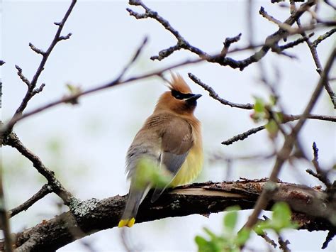 Cedar waxwing - Birds and Blooms