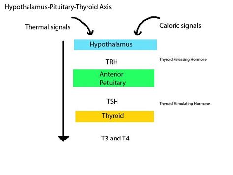 HPT Axis Limbic System, Fight Or Flight, Nursing Students, Axis ...