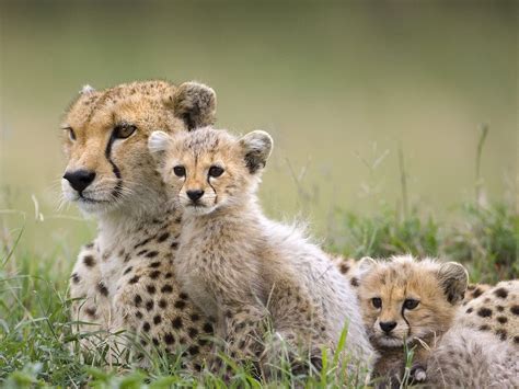 Collection of Cute Cheetah Wallpaper on HDWallpapers 1920×1080 Baby ...