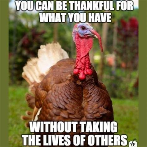 30+ Most Hilarious Funny Turkey Memes 2023