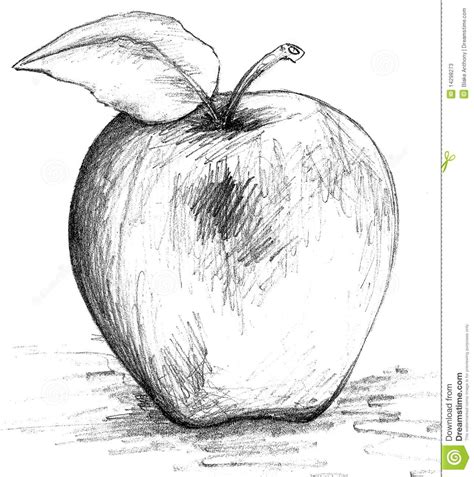 Illustration about Pencil drawing sketch of an apple. Illustration of black, apple, lifestyle ...