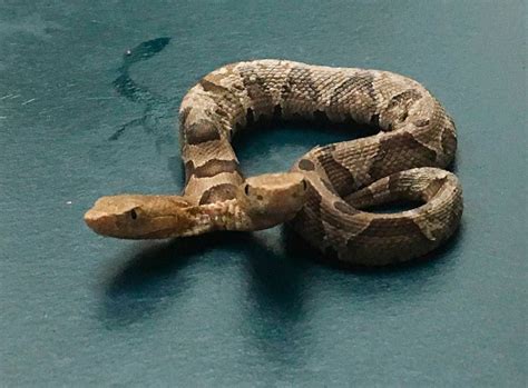 Un rarissimo serpente velenoso con due teste è stato trovato nel New Jersey