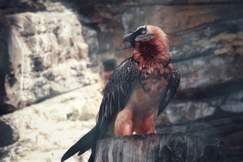 14 Bearded Vulture Facts - Fact Animal