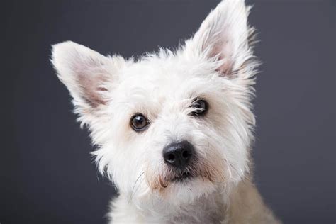 Dog Portraits Oxford - Mark Hewitson Photography Oxfordshire