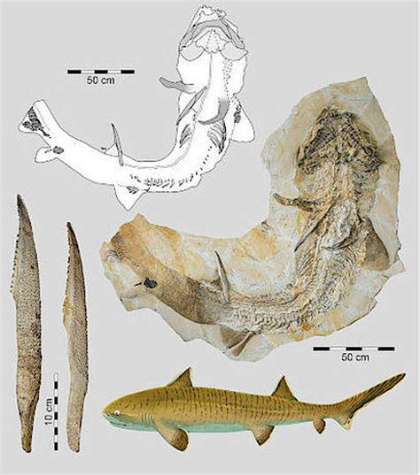 Rare, nearly complete fossil reveals 'giant among Jurassic sharks' - CNET