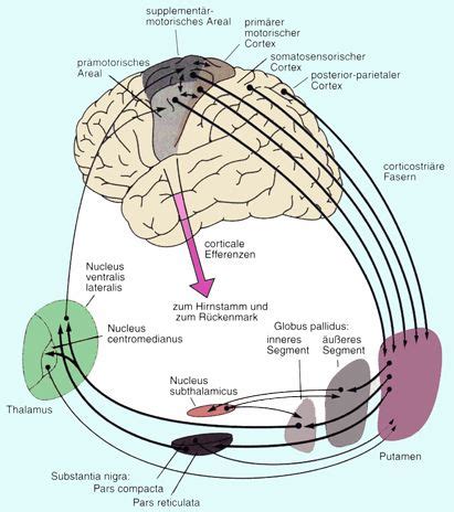 Physiologie: Basalganglienfunktionen | Anatomie und physiologie, Anatomie, Physiologie