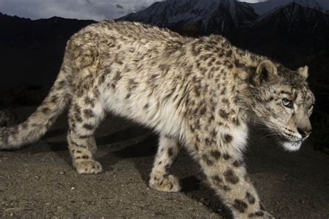 Snow leopards: playing hide and seek with Himalaya’s living ghosts at 13,000 feet | Style ...