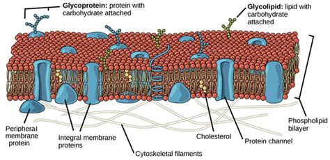 PLASMA MEMBRANE | The Davson-Danielli model VS the Singer-Nicolson model - SEBIOLOGY