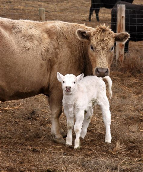 Success is Reason Enough: Our 1st Charolais Calves of 2015.