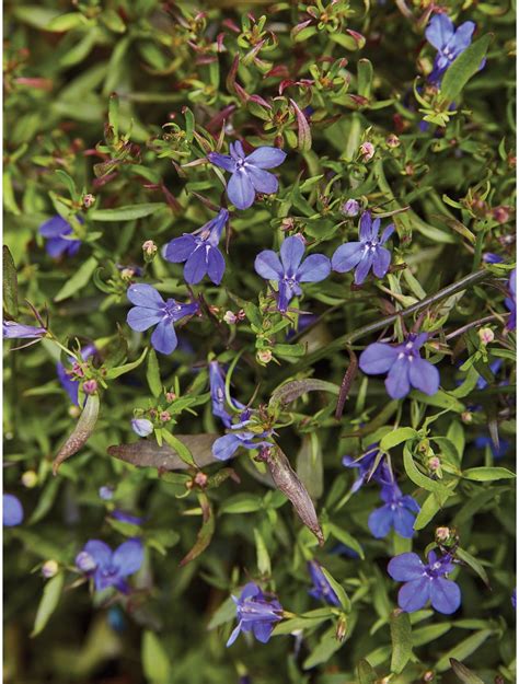 Lobelia, Crystal Palace Blue - Burpee