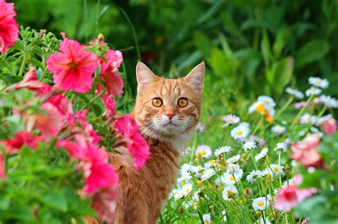 HD wallpaper: cat 4k images for backgrounds desktop free, flower ...