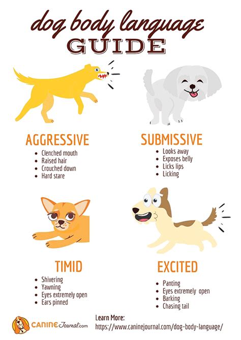 Dog Body Language Guide: What Is Your Dog Trying To Tell You?