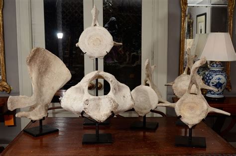 fossilized whale bone collection | Bones, Whale, Good bones