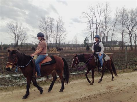 Mill Swamp Indian Horse Views: American Indian Horse Registry Member of ...