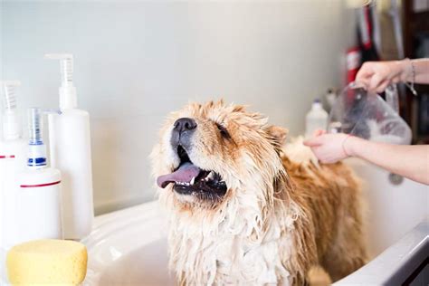 How to Make an Oatmeal Bath for a Dog - PetMag