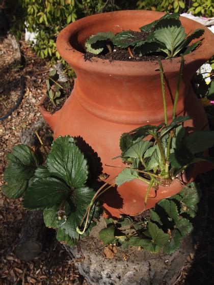 In The Garden…New strawberry pots – A Gardener's Notebook